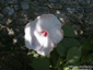 Hibischus moscheutos