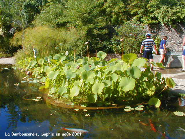 les lotus