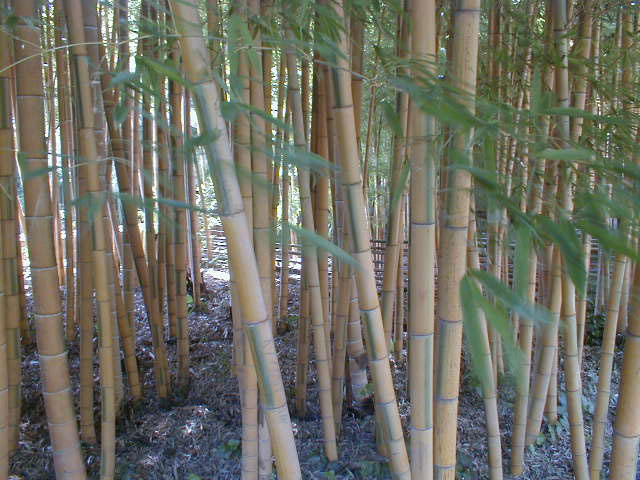 Phyllostachys edulis 'Bicolor'