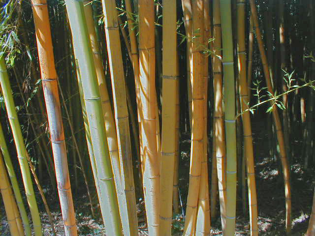 Phyllostachys sulphurea