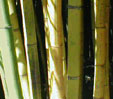 phyllostachys sulphurea