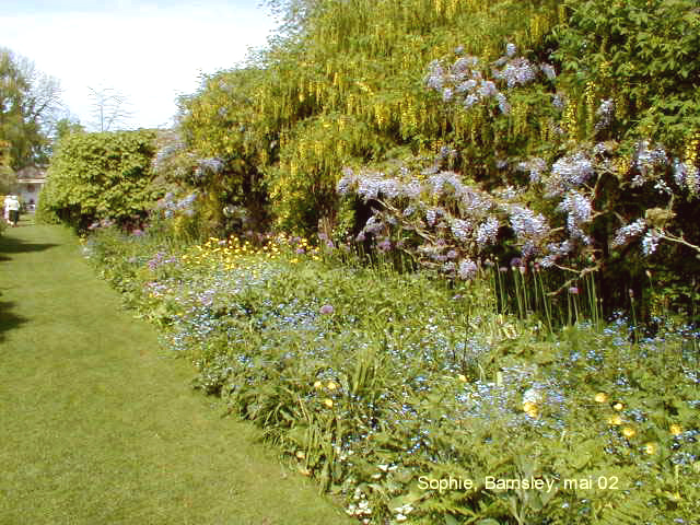 Barnsley: allée des cytises