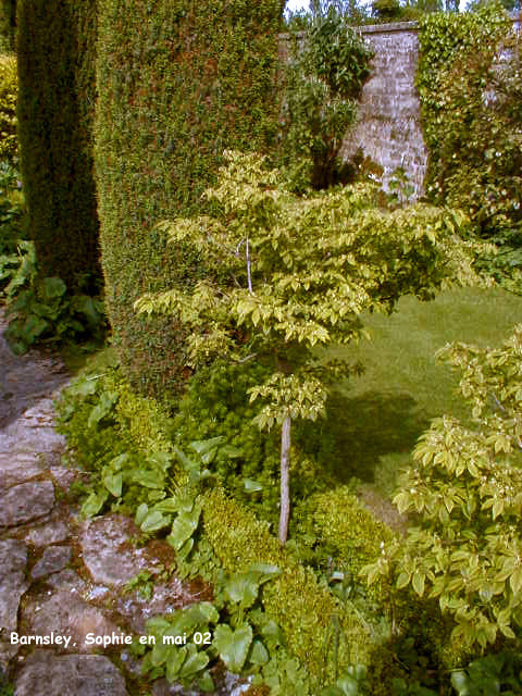 Barnsley: allée des fusains