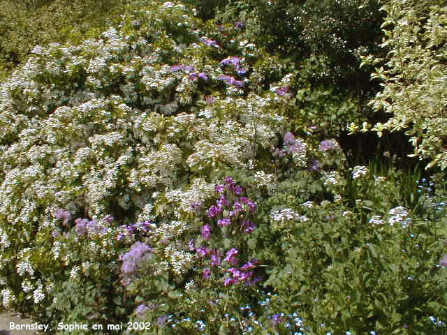 Choysia ternata