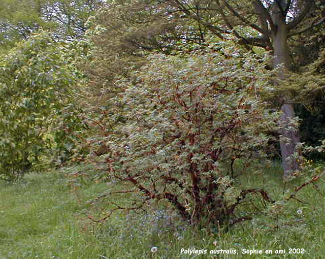 polylepis australis