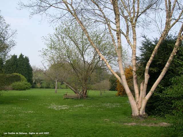 Betula ermanii