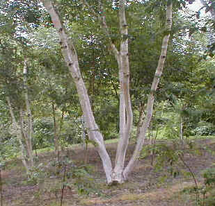 les bouleaux