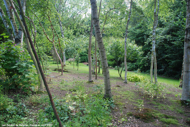 Bellevue: bosquet de bouleaux