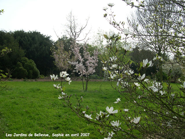 Bellevue: l'arboretum