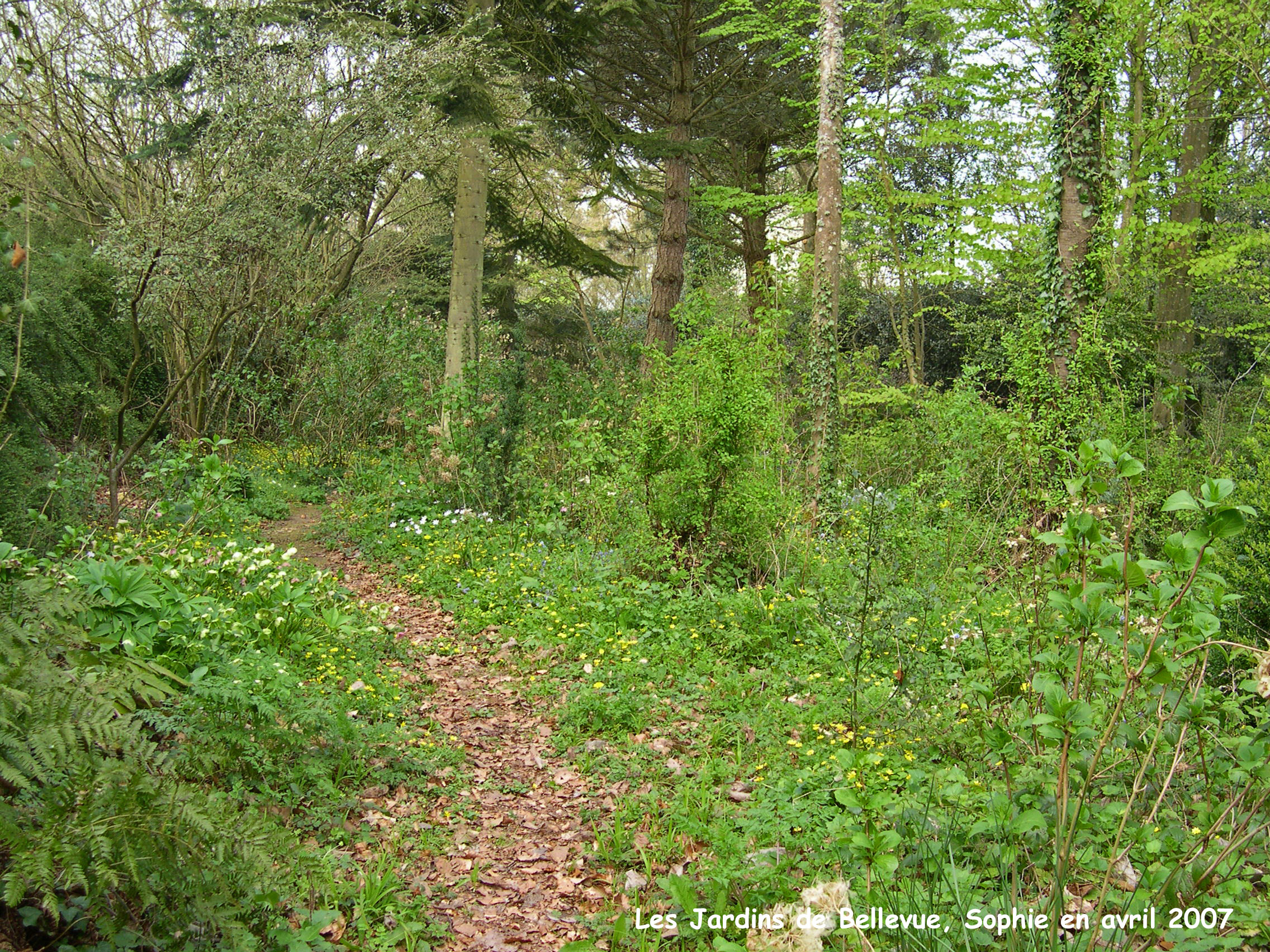 Bellevue: le chemin creux