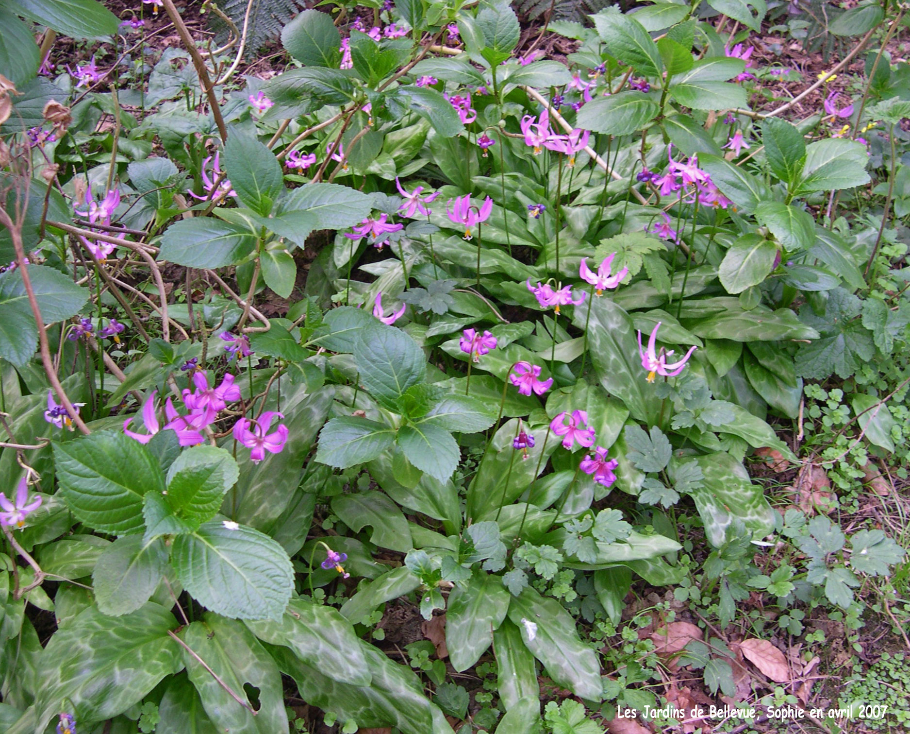 erythronium