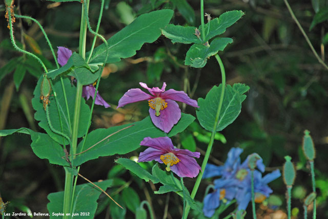 Bellevue: rhododendron