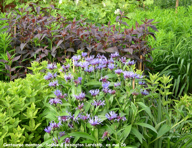 Centaurea montana