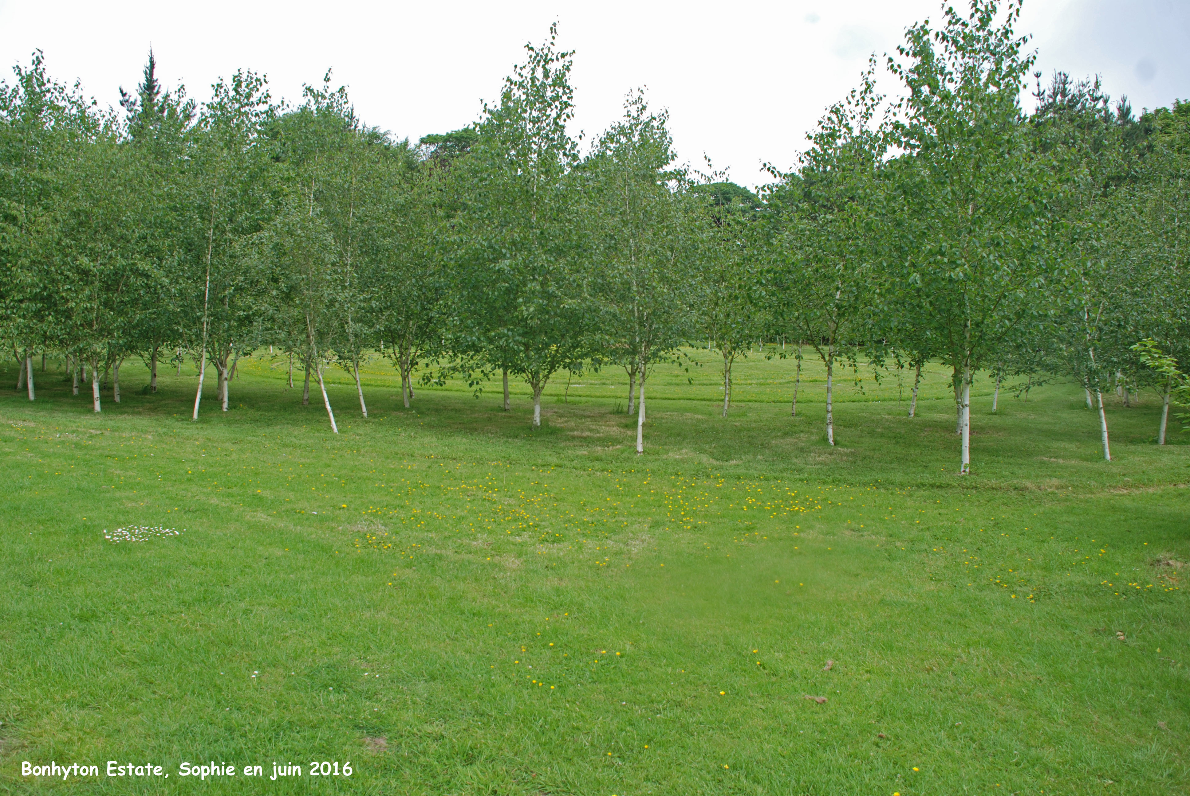 Bonython: les bouleaux