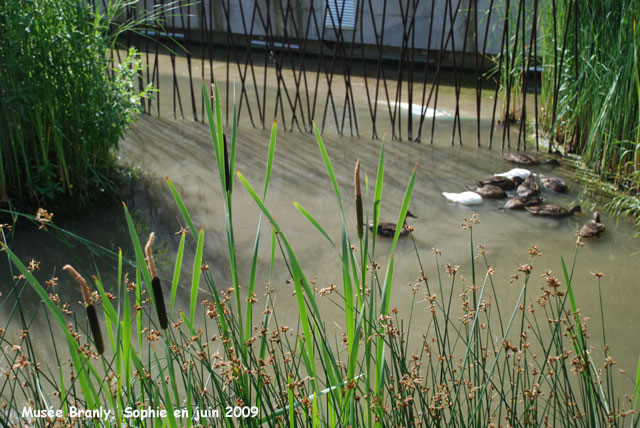 les bassins du Muse Branly