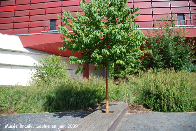 Musée Branly: clairière