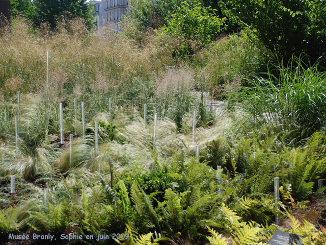 joncs lumineux au quai Branly