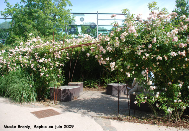 roses au Musée Branly