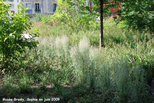 Musée Branly: la savane