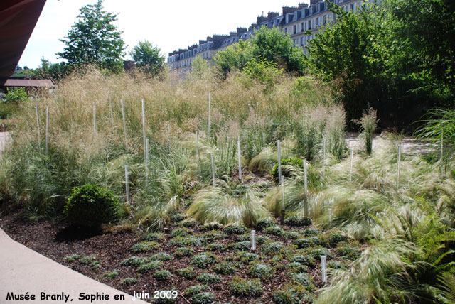 Stipa au jardin du Muse Branly