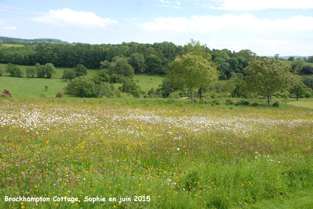 Prairie fleurie à Brockhampton