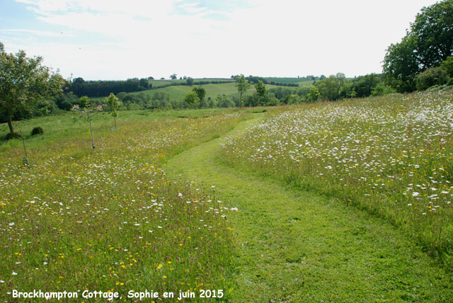 le chemin dans les herbes