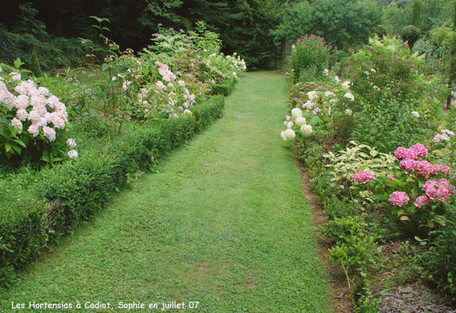 cadiot: les Hydrangea