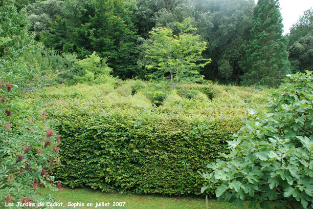 Cadiot: le labyrinthe