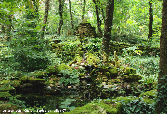 Source dans le sous-bois