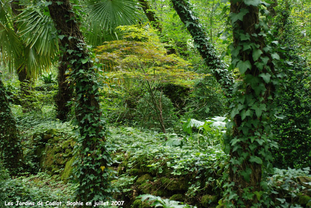 cadiot: le sous-bois