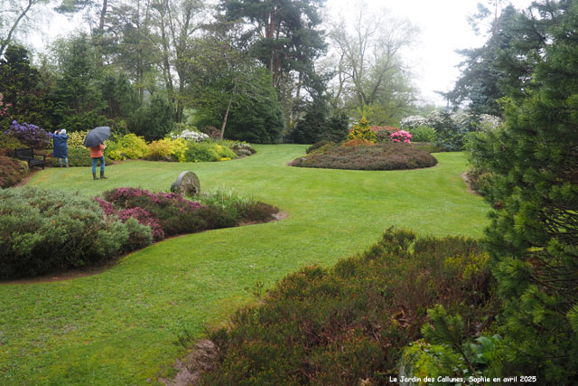 Les bruyères au jardin des Callunes