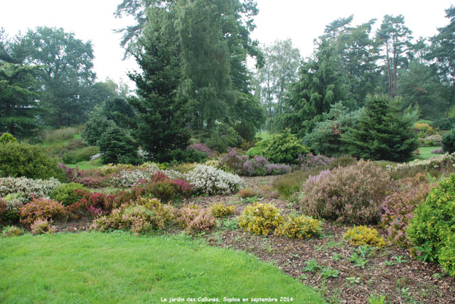 Les bruyères au jardin des Callunes