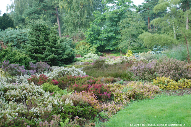 Les bruyères au jardin des Callunes