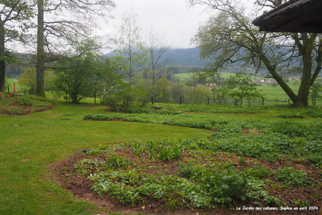 Vivaces au Jardin des Callunes