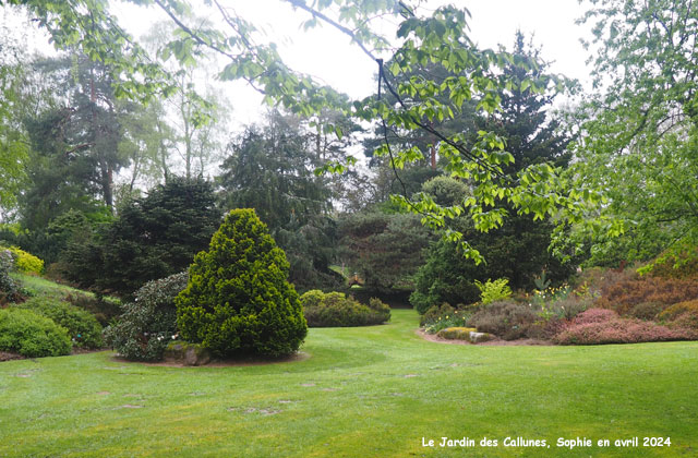 la pinède au jardin des Callunes