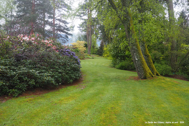 Rhododendrons au Jardin des Callunes