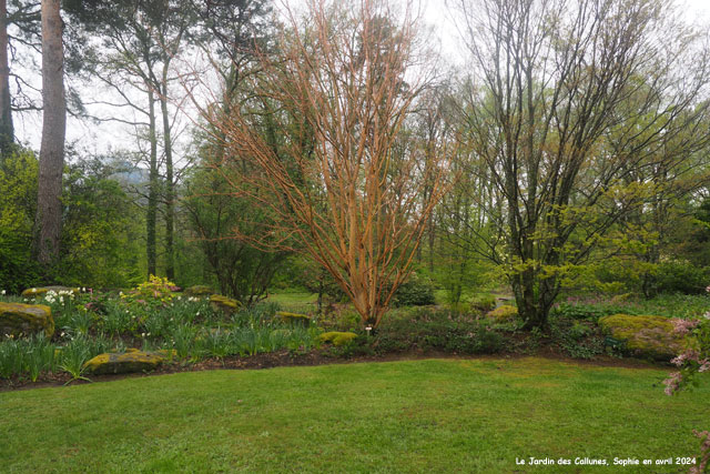 Acer x conspicuum 'Phoenix'