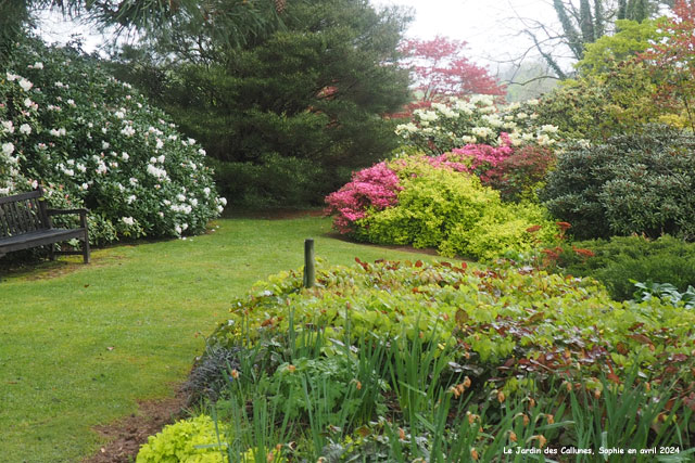 rhododendrons et conifères
