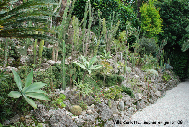 Collection de cactus  la Villa Carlott