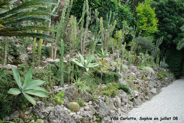 villa carlotta: cactées