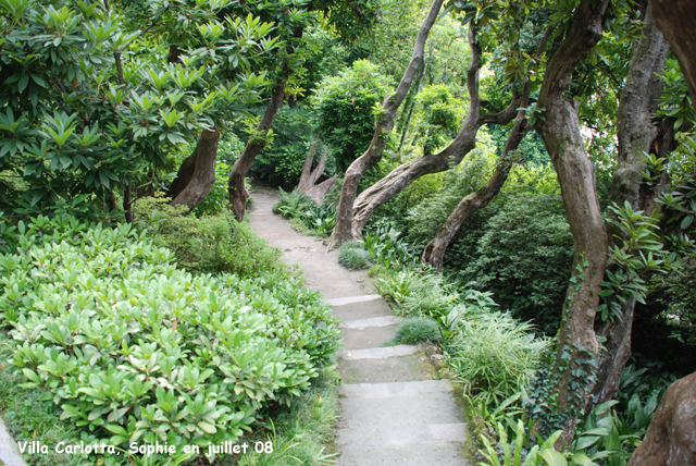 le chemin parmi les rhododendrons à la Villa Carlotta