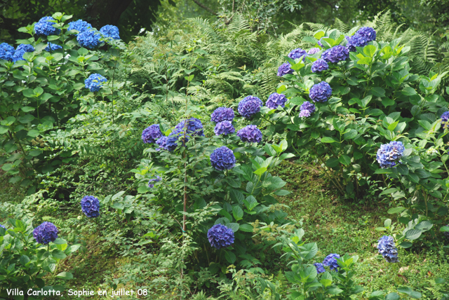 Hortensias bleus  la Villa Carlotta