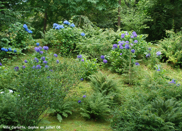 hortensias bleus  la villa carlotta