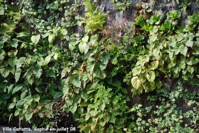 villa carlotta: mur végétal