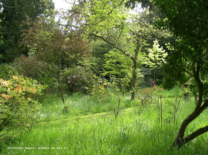 Le sous-bois à Chilworth