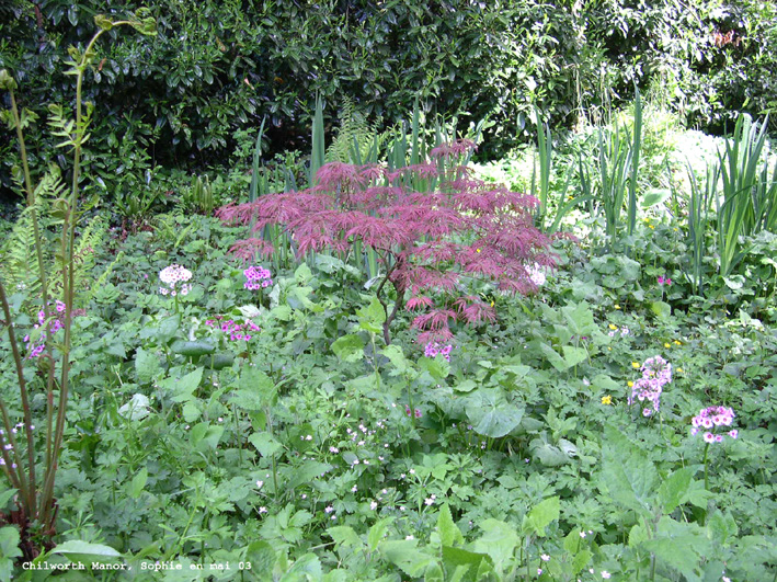 Le sous-bois &agrave; Chilworth