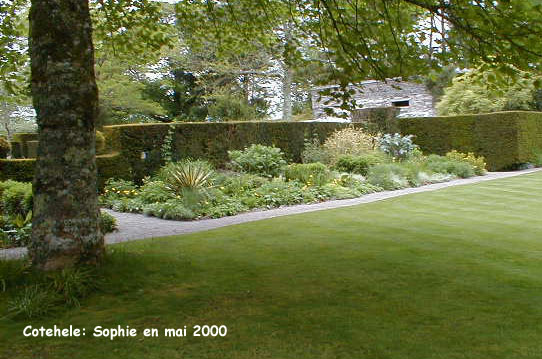 Cotehele: massif dor de l'upper garden