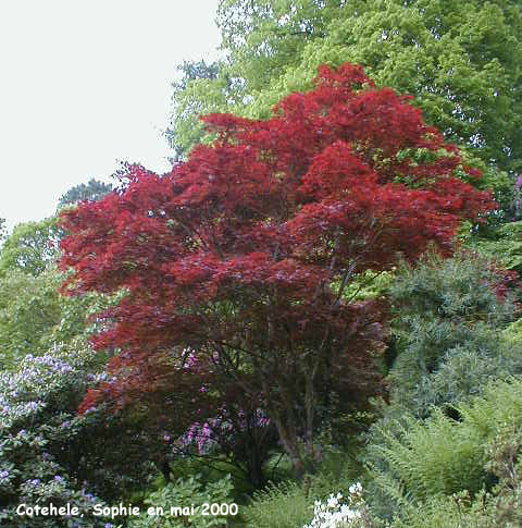 Cotehele: un rable dans la valle