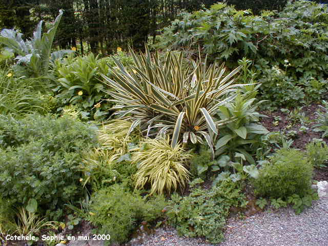 Cotehele: dtail du massif dor de l'upper garden