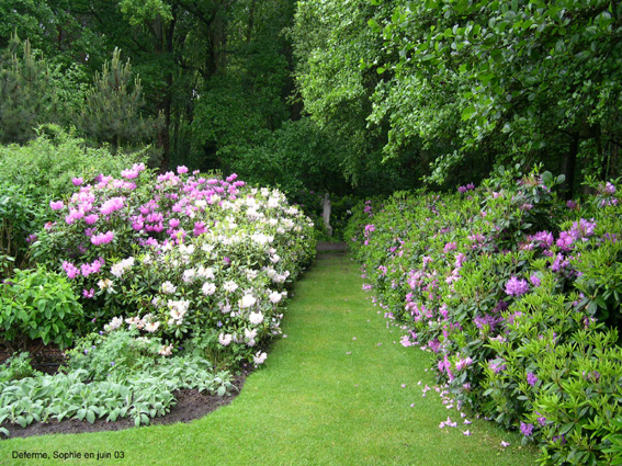 Deferme: rhododendrond